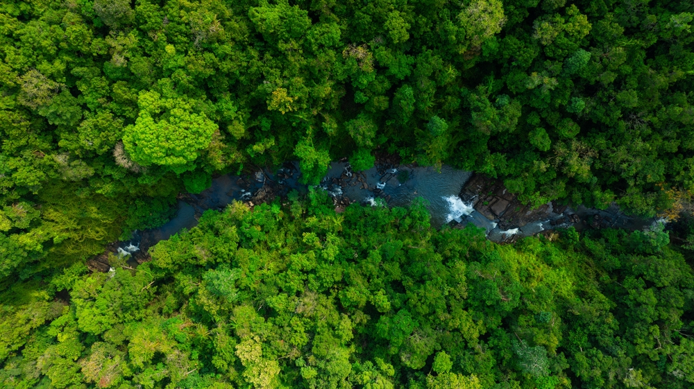 aerial view of stream running through a lush green forest