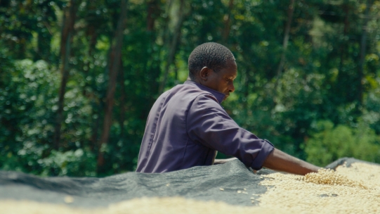 Man handling grains